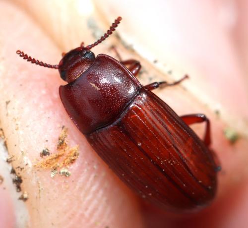 Uloma culinaris